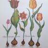 Besler - Tulip