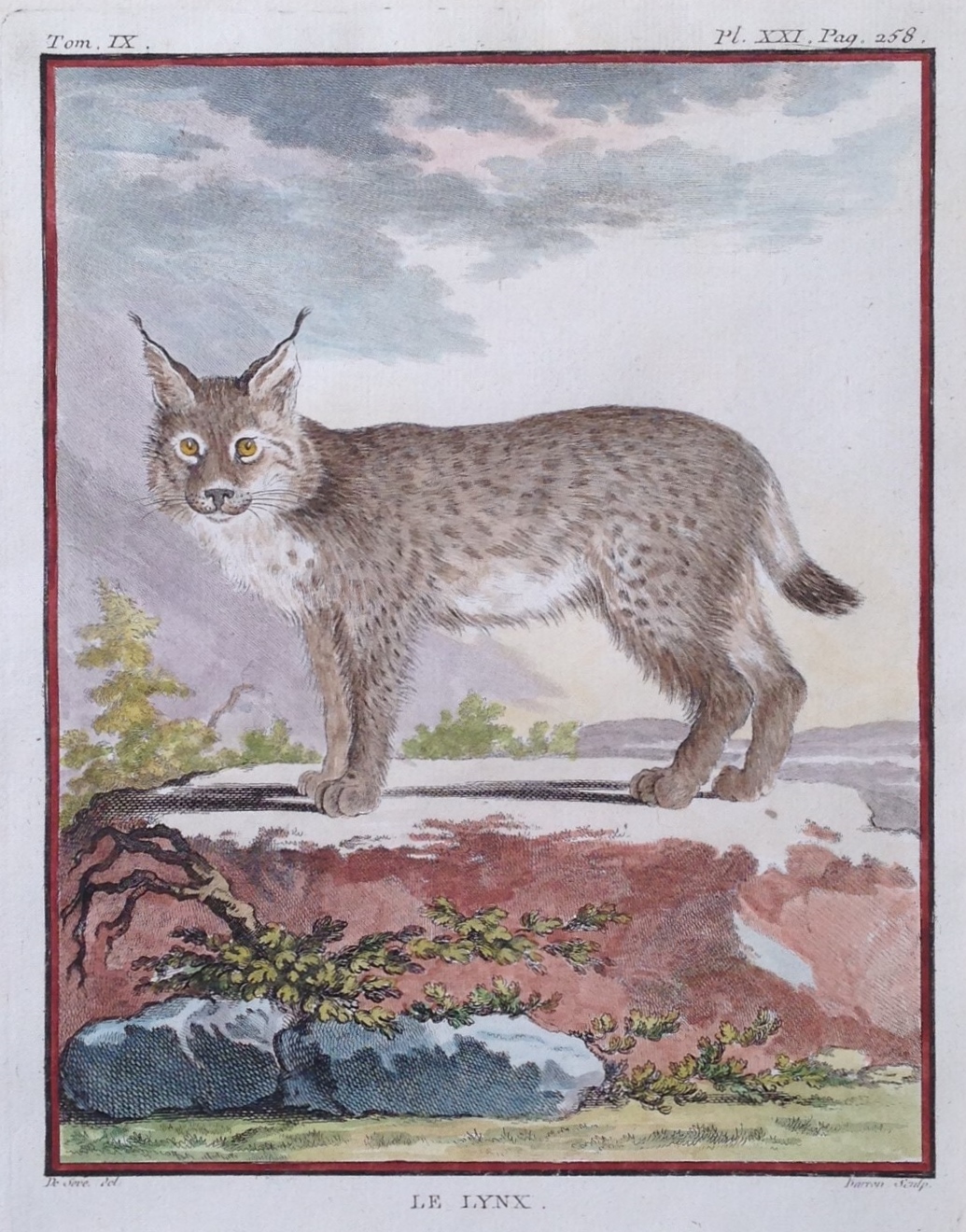 mounted and backed. Canadian Lynx Original c1800 engraving by Buffon