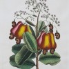 Antique Natural History Botanical Print