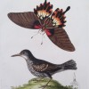 Antique Hand-colored Etching