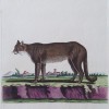 Antique Hand Colored Engraving