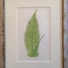 antique fern print