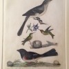antique hand-colored engraving