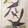 antique hand-colored engraving