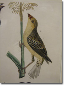 Wilson Print
