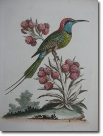 Edwards Print
