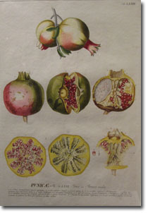 18th Century print