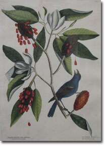 18th Century Print