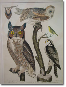 Wilson Print
